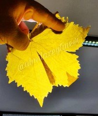 MANİSA İNCE  ASMA YAPRAĞI (BAĞ YAPRAĞI)